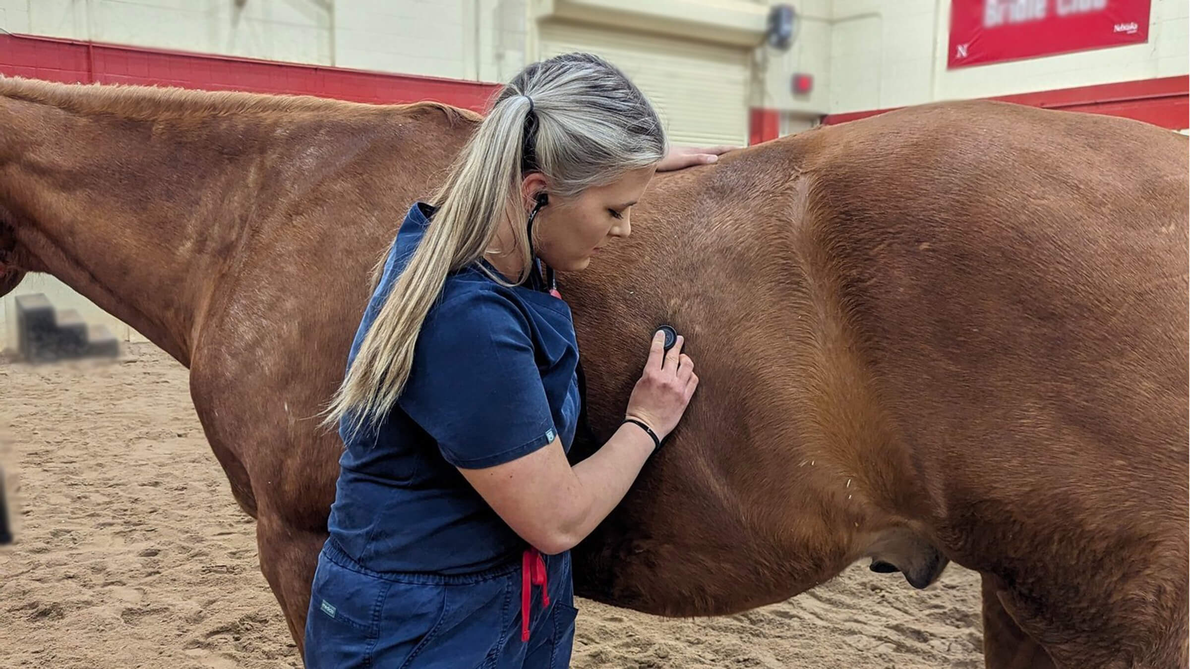 Student examing brown horse