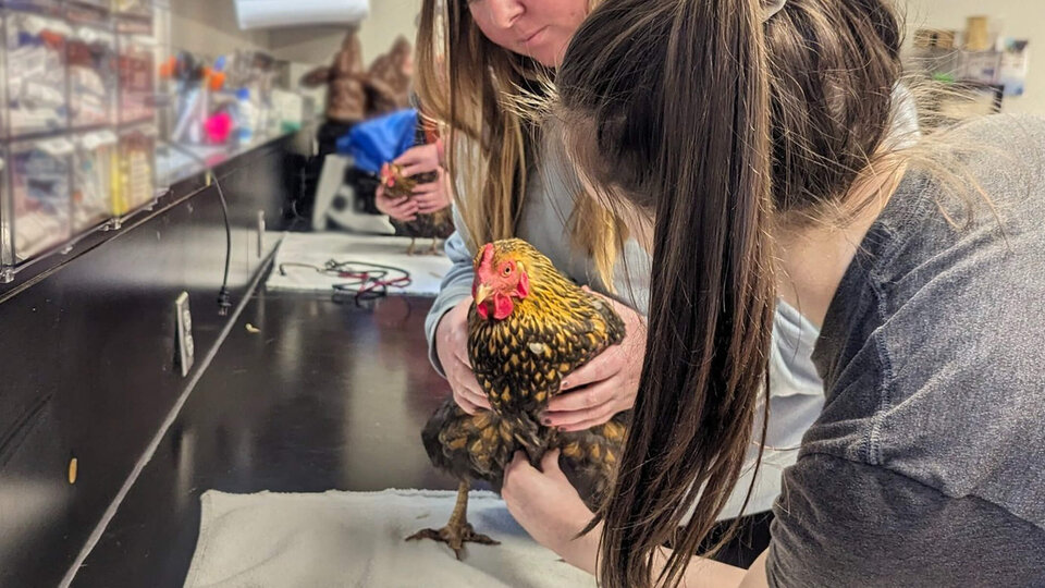 Two people holding rooster